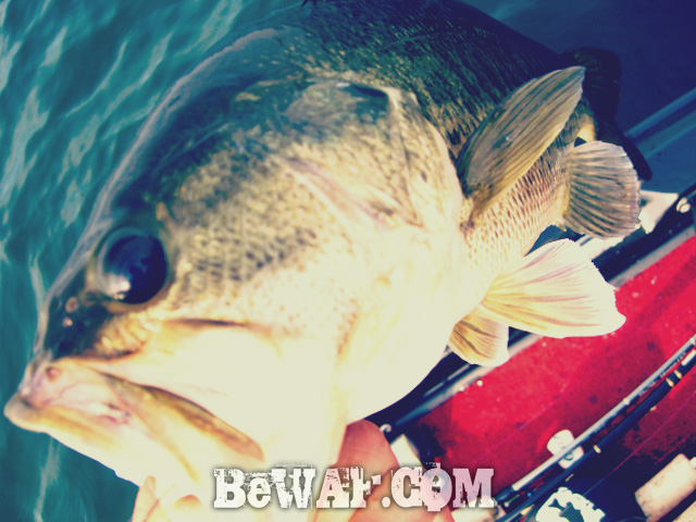 biwako bassfishing guide chouka 2015 biwako 9