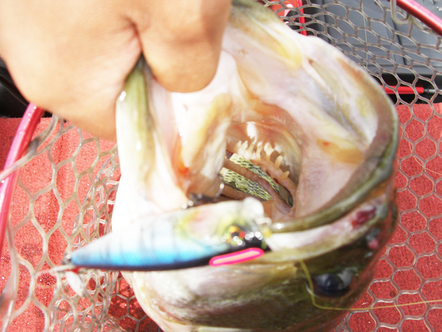 biwako bassfishing guide blog 2015 chouka 11