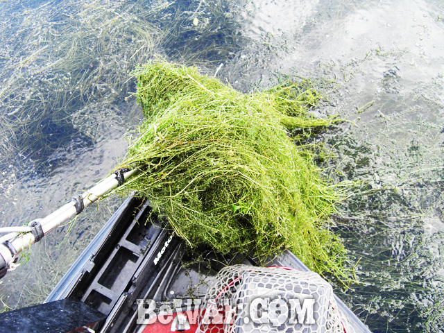 biwako bassfishing guide blog 2015 chouka 23