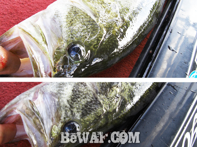 biwako bassfishing guide blog 2015 chouka 24