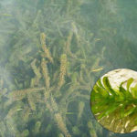 琵琶湖カナダモ藻写真