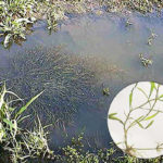 琵琶湖センニン藻写真