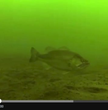 水中のバスの様子 (水中映像) 
