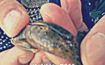 瀬田川へ (2015年 2月20日) 瀬田川へ (2015年 2月20日) 5