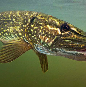 イギリスでパイクフィッシング Pt.2 (日本のルアーが世界で釣れる) イギリスでパイクフィッシング Pt.1 (日本のルアーが世界で釣れる) 38