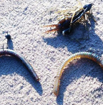 JB TOP 50 第2戦 北浦戦の使用ルアーが公開!! (青木大介) 