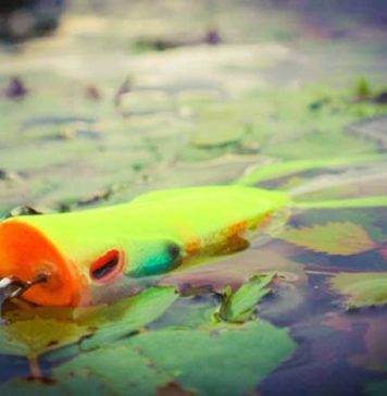 ジャッカル社より新ポッパーフロッグが公開!!  (秦拓馬) 3