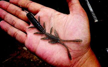 巻きシザーコーム入門!! (秦拓馬) 5