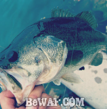 瀬田川へ (2015年 5月15日） 7