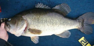 ブラックバス 71cm!! (6500g) (リップラップ) 4