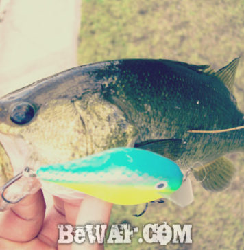 瀬田川へ (2015年 7月18日) 瀬田川クランクでチビ!! 26