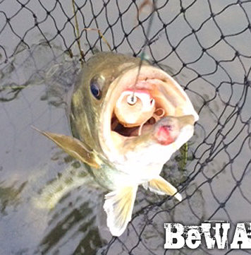 お客様からの釣果：大阪の佐々木様~フロッグで46cm!! 1