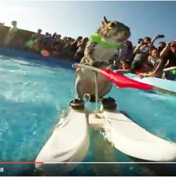 GoPro映像ペット部門ベスト作品!! 3