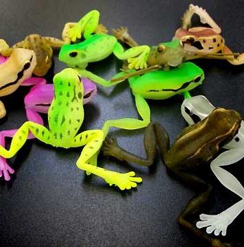 ビバ・生ガエル＆キラッチシャッド実釣!! (はじめたくや) 1