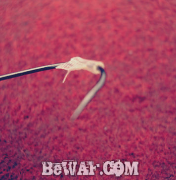 琵琶湖へ (8月21日) 10