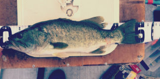 お客様からの釣果：大阪の佐々木様~フロッグで50cm!! 1