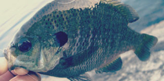 瀬田川へ (8月27日) 3