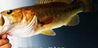 お客様からの釣果：大阪の庄田様~ポッパーで40up!! 2