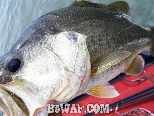 WFG biwako bass fishing guide 13