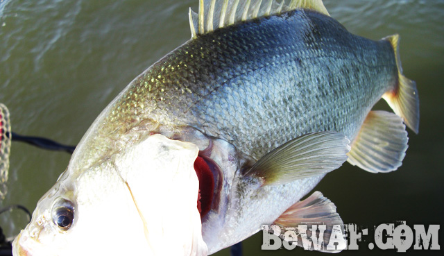 WFG biwako bass fishing guide 18