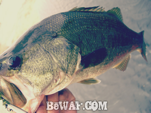 WFG biwako bass fishing guide 21