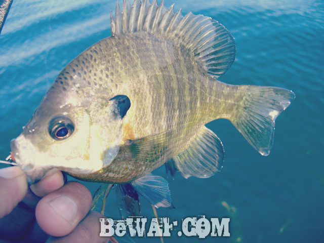 WFG biwako bass fishing guide 6