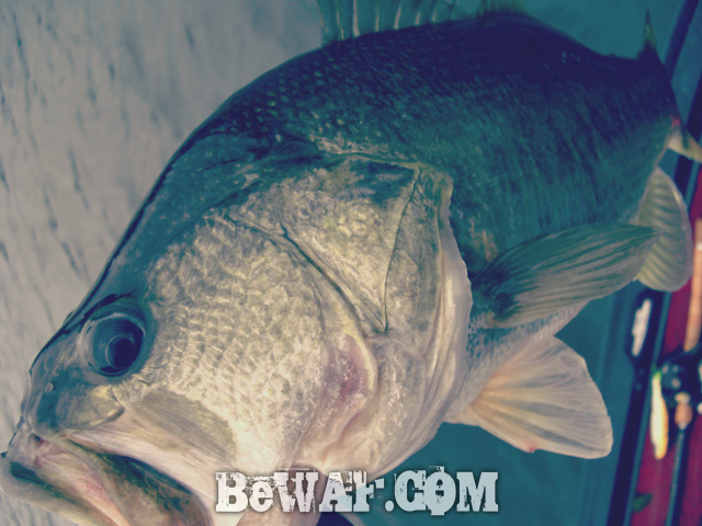 biwako bass fishing guide service 15