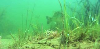 ユニオンクロー詳細＆水中動画!! (藤木淳) 5