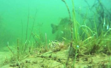 ユニオンクロー詳細&水中動画!! (藤木淳) ユニオンクロー詳細&水中動画!! (藤木淳) 5