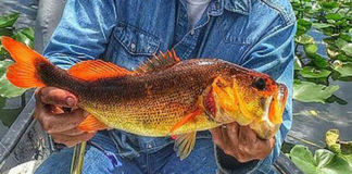 オレンジ色のラージマウスバスが釣れる!! (米フロリダ) 2