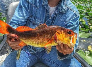 オレンジ色のラージマウスバスが釣れる!! (米フロリダ) 2