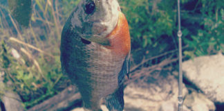 瀬田川へ (2015年 9月4日) 3