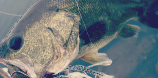 瀬田川へ (2015年 9月3日) スピナベで34cm!! 5