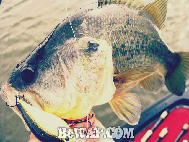 12 biwako bass fishing guide blog shousai