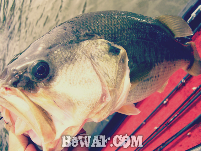 13 biwako bass fishing guide blog shousai