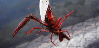 瀬田川へ (2015年 10月29日) 8