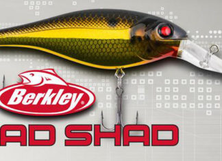 BAD SHAD がリリース!! (Berkley) 2