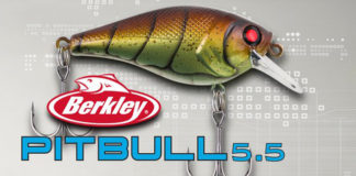 PITBULL がリリース!! (Berkley) 2