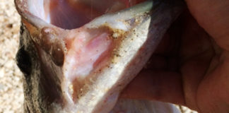 オカッパリ釣果!!：テキサスで55cm!! (琵琶湖) 2