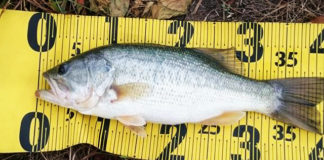 オカッパリ釣果!!：ノーシンカーで39cm!! 1