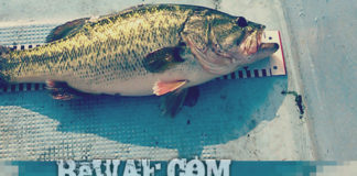 お客様からの釣果：上杉様~キャロで42cm!! 1