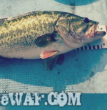 お客様からの釣果：上杉様~キャロで42cm!! 1