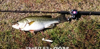 瀬田川釣果 バス58cm!! (bv六文銭) 2015年 1