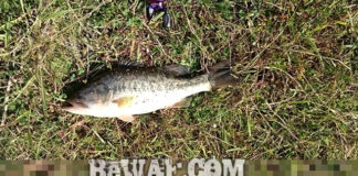 瀬田川釣果 バス48cm!! (bv六文銭) 2015年 1