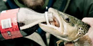 魚の止血剤に炭酸飲料は有効なのか？ 10