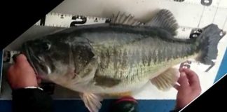 67.5cm!! (6575g/14.5lb) 池原モンスター現わる!! (Y企画) 9