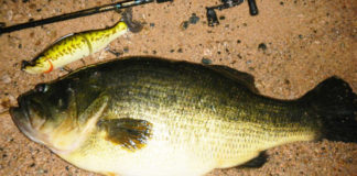 ドッカ〜ン!! ビックベイトで６６センチ!! （琵琶湖） 