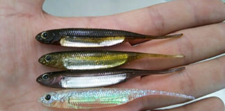 フラッシュ JのFECOモデルが間もなく発売!! (フィッシュアロー) 1