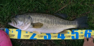 tweet釣果：オカッパリで６０cm!! (五三川) 