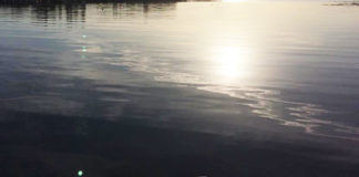 今日の琵琶湖 (11月11日) 1